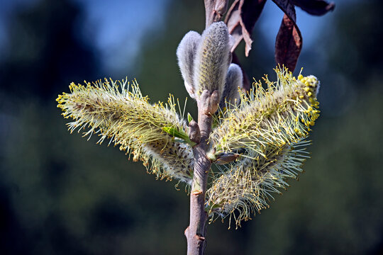 Bl&uuml;hende K&auml;tzchen der Sal-Weide ( Salix caprea ).
