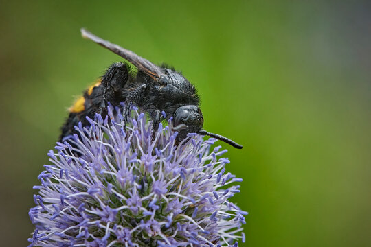 Borstige Dolchwespe ( Scolia hirta ).