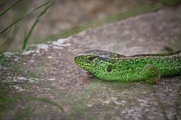 Fototapeta premium Zauneidechse ( Lacerta agilis ).