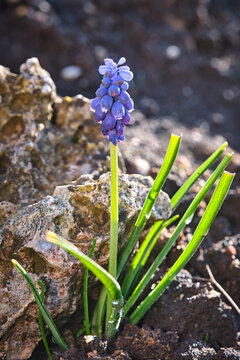 Armenische Traubenhyazinthe ( Muscari armeniacum ).