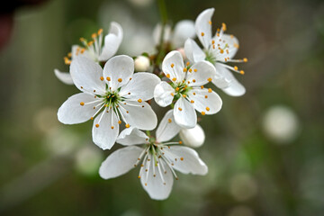 Fototapeta premium Blüten des Schlehdorn ( Prunus spinosa ).