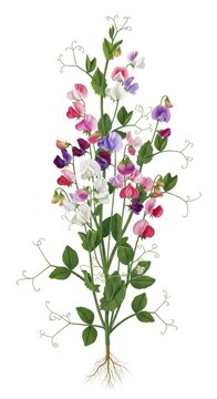 Sweet Pea Flowers Botanical Illustration - Colorful Vibrant Lathyrus Odoratus Plant