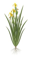 Fototapeta premium Yellow Iris Flower Plant with Roots Isolated on White Background