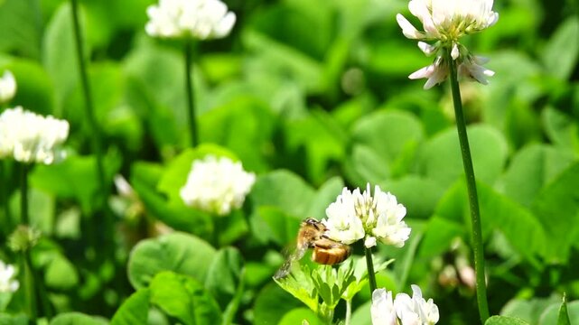 大きな花粉団子をぶら下げて、クローバー（シロツメクサ）の花畑で蜜と花粉を集めるミツバチ