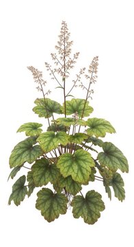 Heuchera Coral Bells Plant with Delicate Spikes of Flowers, Isolated on White