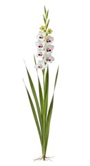 Fototapeta premium White Gladiolus Flower Isolated on White Background