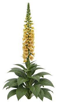 Yellow Foxglove Flower Plant, Digitalis Purpurea, Isolated on White Background