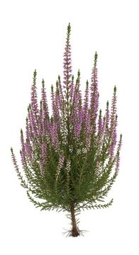 Blooming Heather Plant with Delicate Purple Flowers and Green Foliage on White Background