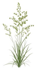 Fototapeta premium Tall Grass Sprigs with Seeds on White Background, Nature, Botany