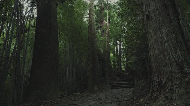 世界遺産 熊野古道 中辺路 大門坂 苔むした石畳｜和歌山県那智勝浦町 Daimonzaka Moss‑Covered Stone Steps, Kumano Kodo Nakahechi, Nachikatsuura, Wakayama, Japan