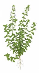 Naklejka premium Fresh Oregano Plant with Roots and Small White Flowers, Isolated on White
