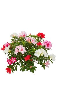 Vibrant Azalea Bush with Pink, Red and White Flowers