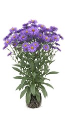 Obraz premium Purple Aster Flowers, Blooming Plant with Roots, Isolated on White Background