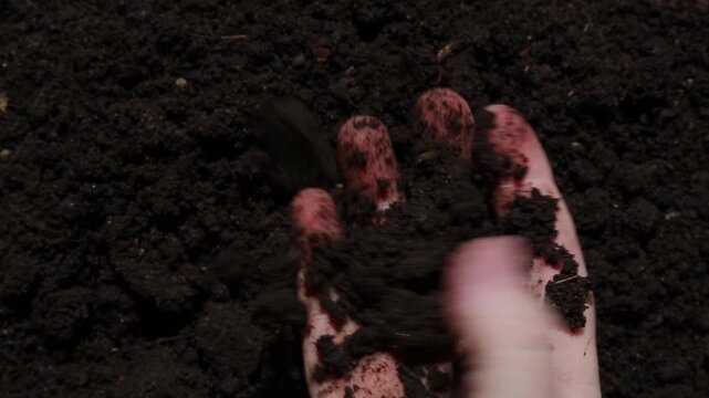 A person's hand holds dark wet garden soil, then gradually opens the fingers, releasing all the dirt and slowly opening the palm with the soil, top view, close-up.