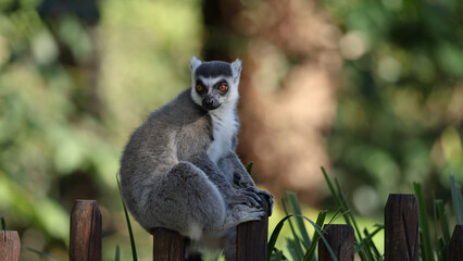 Ring-tailed Lemur Sitting on a Wooden Fence in a Lush Green Environment © blueringmedia