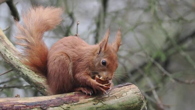 Eurasisches Eichh&ouml;rnchen, Sciurus vulgari