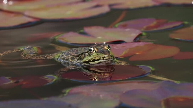 Wasserfrosch, Gr&uuml;nfrosch, Pelophylax