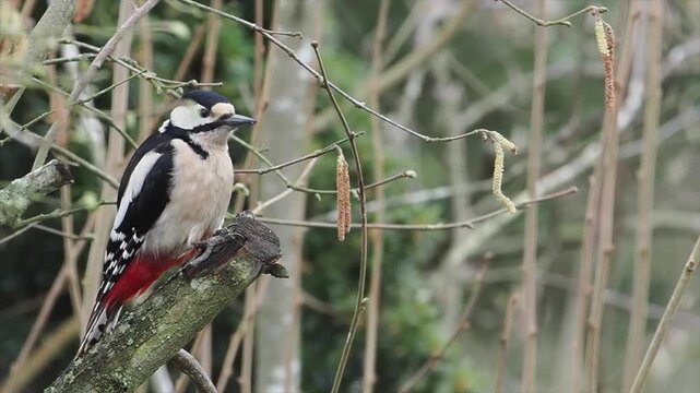 Buntspecht, Great Spotted Woodpecker, Dendrocopos major