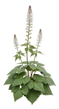 Black Cohosh Plant with White Flower Spikes, Isolated on White Background, Medicinal Herb Plant
