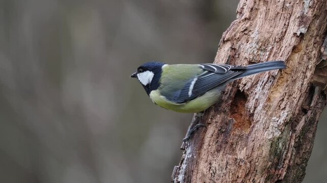 Kohlmeise, Parus major