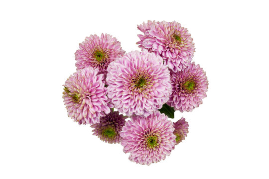 pink chrysanthemum flowers or chrysanthemum leafminer, mums or sweet maries isolated on white or transparent png
