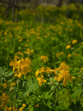 Field of yellow celandine flowers in spring