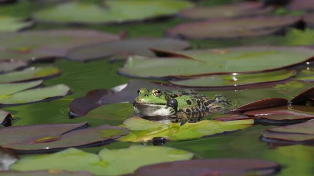 Wasserfrosch, Gr&uuml;nfrosch, Pelophylax