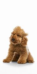 Fototapeta premium Brown poodle with flying curly fur on white studio background. Concept of pet grooming, dog care, coat styling, animal portrait and clean pet service advertising.