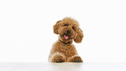 Happy brown poodle leaning paws on white table edge. Concept of pet food packaging, grooming promotion, playful animal portrait, veterinary banner and copy space ad. © master1305