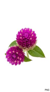 Two Vibrant Purple Globe Amaranth Flowers with Green Leaves on White Background