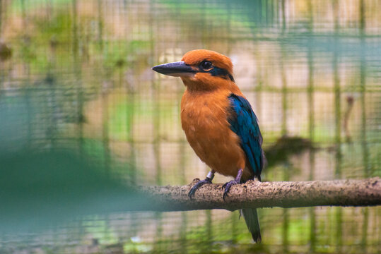 Todirhamphus cinnamominus