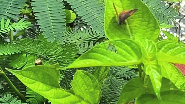 ​A Small Brown and Orange Butterfly Resting on Vibrant Green Leaves in a Lush Garden, Beautiful Photography of Wild Insect in Natural Habitat with Soft Morning Sunlight and Foliage