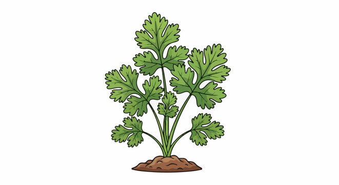 Cartoon illustration of a single cilantro plant with green leaves in soil