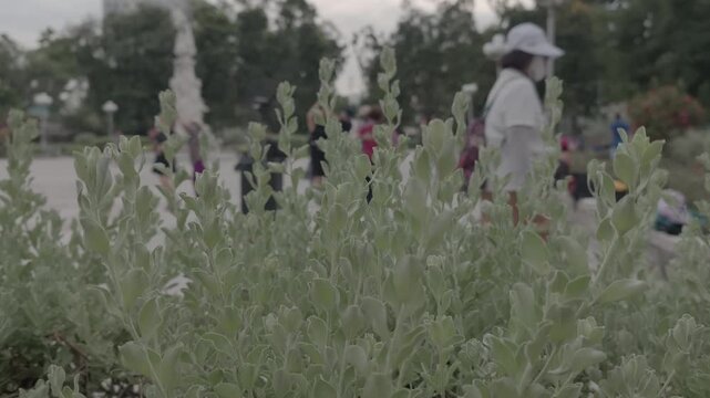 Selective focus on Dusty Miller silver leaves with blurred people dancing in the park background