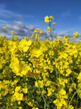 field of rape