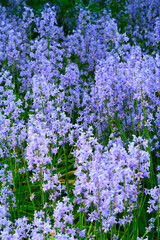 Obraz premium Plants, flowers and blooming for growth in nature with leaves, botanical species and horticulture. Petals, bluebell or wildflower in natural habitat, springtime field and blossom season in wilderness