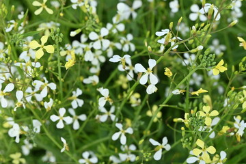 Fototapeta premium white flowers on green grass