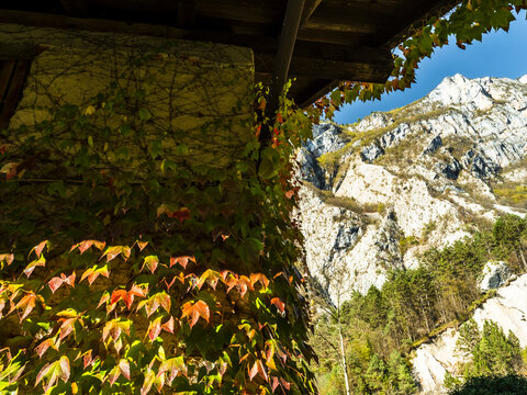 Autumn ivy leaves cling to a wall, framing rugged white mountains and green forests under a blue sky, inviting tourism and exploration in Moline, San Lorenzo in Banale, Trentino, Italy.