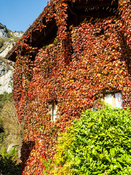 Vibrant autumn ivy covers a rustic building facade, showcasing fall colors against a mountain landscape, perfect for travel and tourism in Moline, San Lorenzo in Banale, Trentino, Italy.