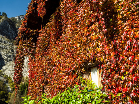 Vibrant autumn leaves cover a building facade with majestic mountains in the background, showcasing seasonal beauty and tourism in Moline, San Lorenzo in Banale, Trentino, Italy.