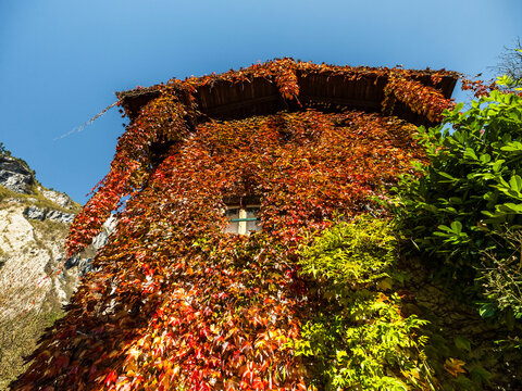 Rustic building covered in vibrant autumn ivy with fall colors under a clear blue sky, a scenic travel destination in Moline, San Lorenzo in Banale, Trentino, Italy.
