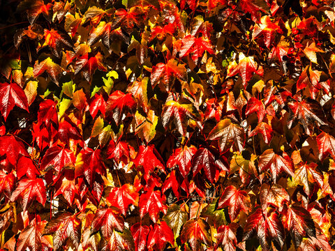 Autumn leaves display vibrant red and orange fall colors, forming a natural background texture for tourism in Moline, San Lorenzo in Banale, Trentino, Italy.