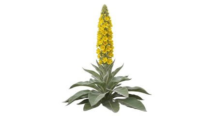 Fototapeta premium Tall Yellow Mullein Flower Stock Photo Verbascum Thapsus Plant Isolated