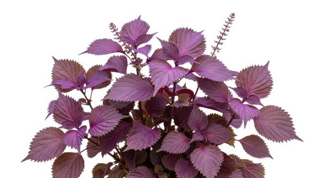 Purple Perilla Shiso Plant Isolated on White Background, Fresh Culinary Herb