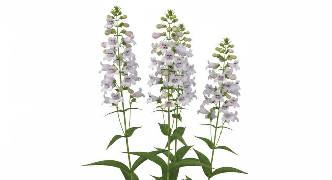 White Penstemon Flowers Isolated on White Background - Delicate Wildflowers