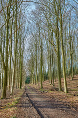 Fototapeta premium Landscape, trees and nature with trail for woods, sustainable environment and woodland. Forest, natural ecology and wilderness with pathway, eco conservation and countryside scenery of reservation