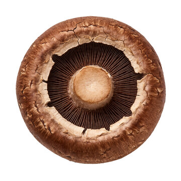 Portobello Mushroom Cap Top View Isolated on Transparent Background for Food and Culinary Design