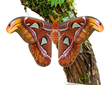 A large butterfly perches on a branch against a white background.