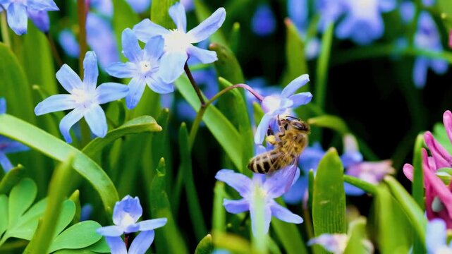 Spring Garden Wildlife with Honeybee Pollinating Blue Flowers in High Quality 4K
