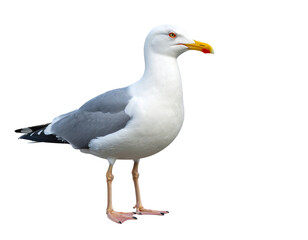 Fototapeta premium A majestic white bird with wide wings soars in the azure sky.